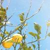 Lemon - Slight&SLIGHT Beats