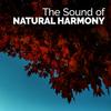 Lake Life - Sounds of Nature for Deep Sleep and Relaxation