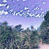 Somewhere I'm Free - Matthew Harrison