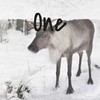 Chilled - Narok Lambert