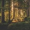 The One In The Woods - Omar Meho