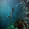 Under Sea - Bee Bee