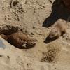 Eagerly Digging for Buried Treasure - Teaganbear