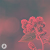 Raspberry - Heavy Blink&Lafken