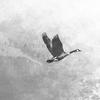 Fly - Altone