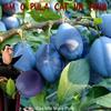 Am o pula cat un prun (Explicit) - Cea Mai Mare Pula