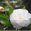 白山茶 (特别版) - 汤川
