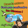 FAUT PAS CONFONDRE_Hirondelle ou Martinet - Anna Millancourt&Sons nature Fernand Deroussen