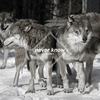 Never Know (Few Wolves VIP remix) - Few Wolves&Freja Kirk