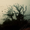 Shadowbird - Ambient Light
