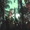 Beaches - Vio