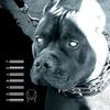New Breed (Explicit) - Darnell Williams&Joyryde