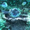 Radiance - Gater