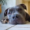 Fat Dog for Midterms - Teaganbear