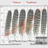 Born 2 Win (feat. Sebron) (Explicit) - Sebron&PLAY TYGG