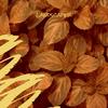 Acorn - Krisa Valy