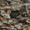 Lost (Tony Gribsun Radio Edit) - Homāyoun Shajariān&Seventh Soul&Tony Gribsun
