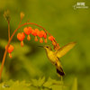 Lush Meadows - Kieloval
