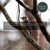 Northern Mockingbird Songs to Relieve Stress - Emma Scott Nature Studio