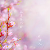 花落再无我 - 6诗人