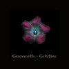 Gelatine - Groovearth