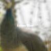 Persistent Fiance - Coline Hoha