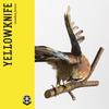 Chameleon - Yellowknife