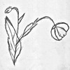 Flutes Cansi (Original Mix) - Boncalo Denis