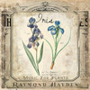 Iris - raymond hayden