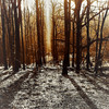 Trees - Steve K
