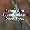 Dreamy Bird Sounds Cozy Day and Night For Your Baby - Nature Bird Sounds&birds&Loopable Birds