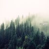 Forest - Adryan