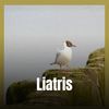 Liatris - Cals