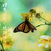 理想三旬 (悠扬版伴奏) - 汤川