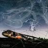 Debris (Feat. GB) - fanorama&gb