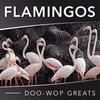 Music Maestro Please - Flamingos