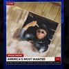 America's Most Wanted (Explicit) - Tirqaroni