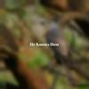 You Never Loved Me - The Monotones/The Pentagons