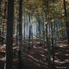 Forest Flow (其他) - Azaleh
