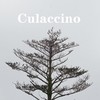 Culaccino (单曲) - 46&海伊&袁诚