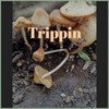 Trippin - Sound Found Music Group