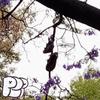 CPC (Demo) - P.C.P