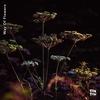 Way Of Flowers - Tonton