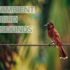 Birds Atmosphere - Bird Sounds Ambience&Nature Bird Sounds