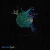 Spò (Original Mix) - RENOLD