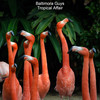 Tropical Affair (Extended Mix) - Baltimora Guys