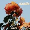 Dahlia - Rafe