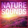 Sounds from a field: Larks and Crickets - Rest&Relax Nature Sounds Artists