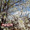 Driving Home - Mesita