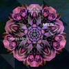 Twisted Minds - NELIN